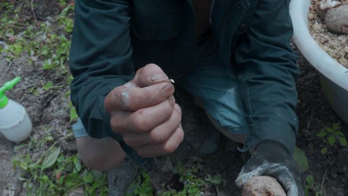 乡村振兴农业种植云南昭通山村天麻种芽特写