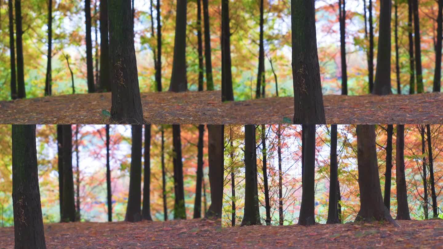 秋天 树林 秋季 树木 森林 树