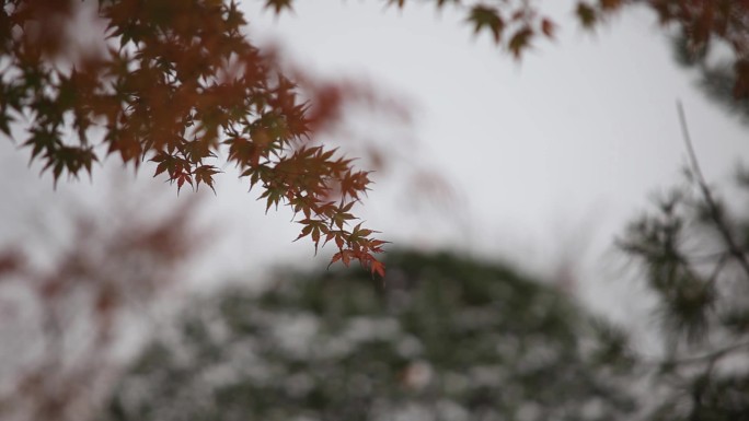 下雪后美景红叶落在雪上枫叶枝头飘动