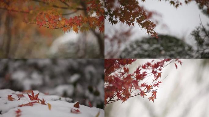 下雪后美景红叶落在雪上枫叶枝头飘动