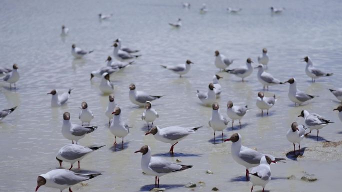 湖边的一群海鸥