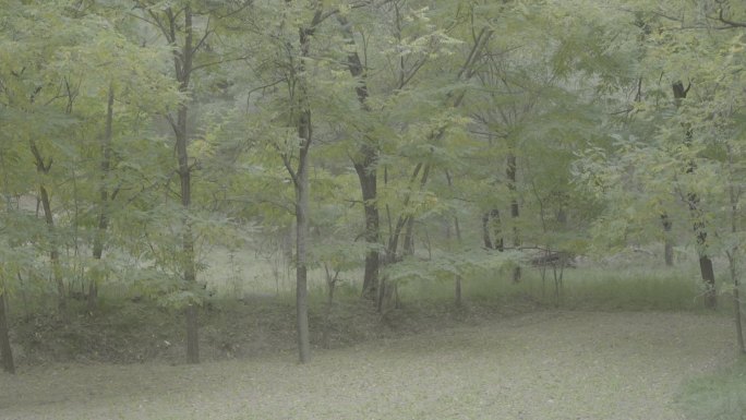 初秋微风拂动的树林