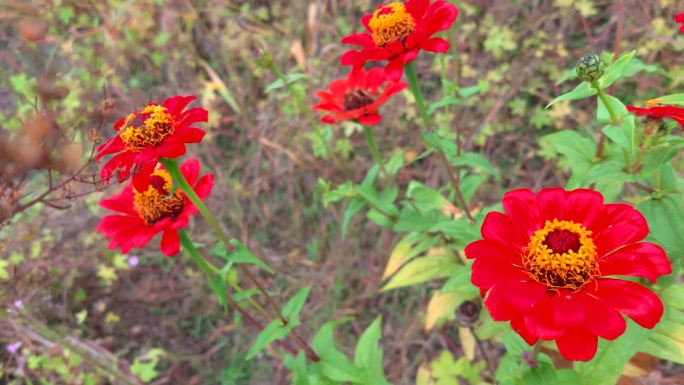 雨后百日菊步步登高花语持续的爱