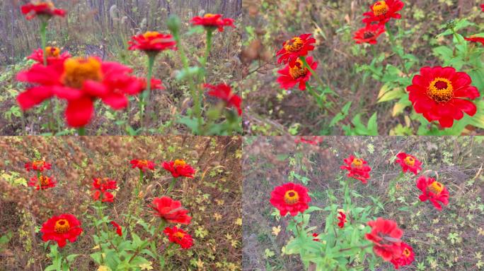 雨后百日菊步步登高花语持续的爱