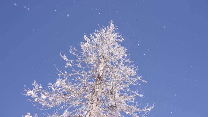 冬天、雾凇、树挂、雪、树枝、冬日暖阳