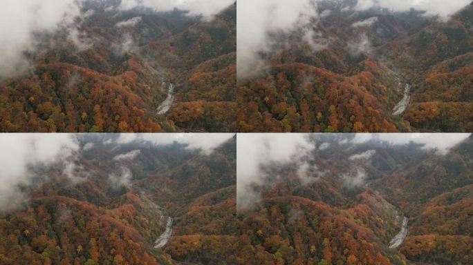 四川光雾山秋季彩林云海航拍