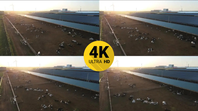 4K航拍养牛场