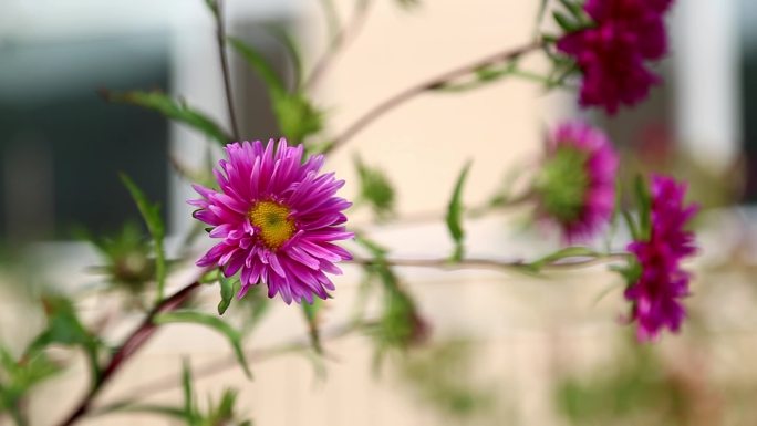 院子里的花花