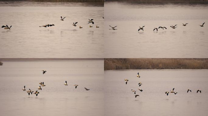 初冬-一群赤麻鸭从湖面飞起