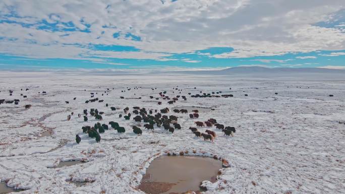 航拍青藏高原冬季牧场牦牛群藏民放牧