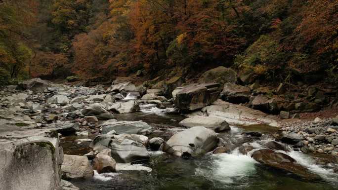 四川光雾山秋季红叶河谷溪流航拍横移运镜