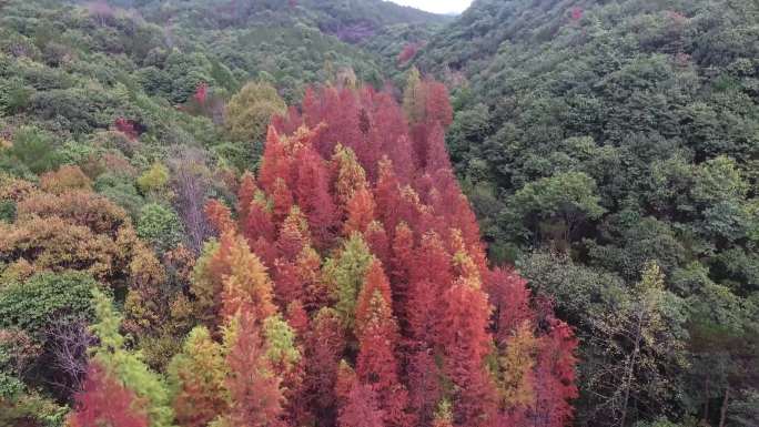 义乌水杉林航拍秋天的风景