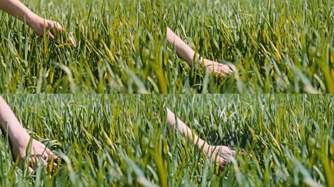 农民手检查小麦作物，特写镜头。