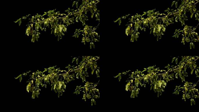 秋冬泛黄的带通道树叶树枝实拍视频素材