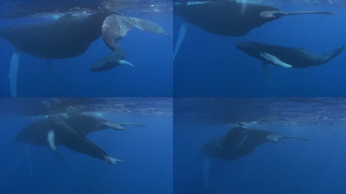 驼背鲸海底世界