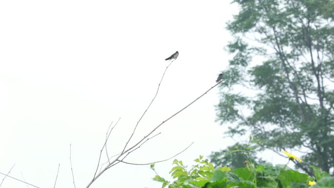 树枝上的两只喜鹊