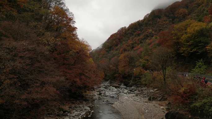 四川光雾山秋季红叶山沟溪流航拍