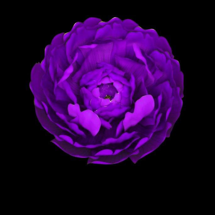 大紫色花绽放视频素材带通道