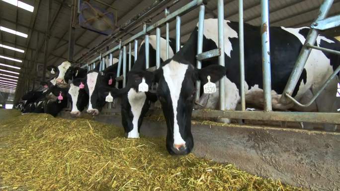 牧业奶牛养殖业牛场实拍高清素材