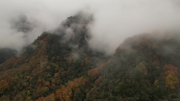 四川光雾山秋季红叶云海航拍横移转场