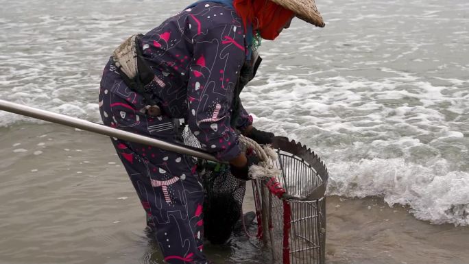 赶海 捞花蛤贝壳