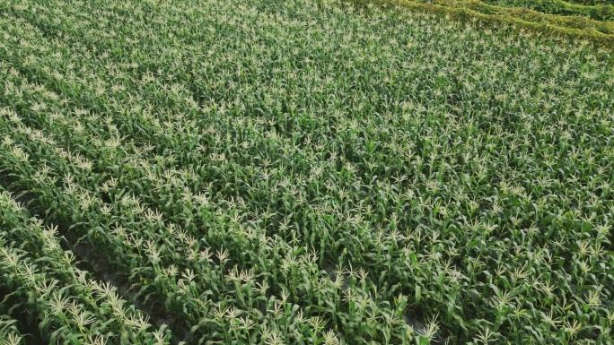 玉米种植农业农作物无人机航拍4K