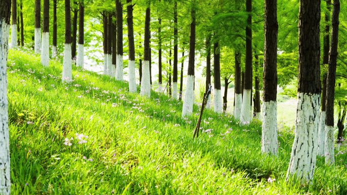 日出日落光影延时光线变化