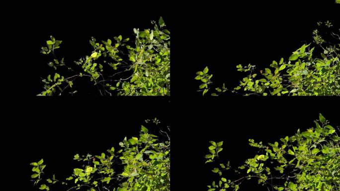 风吹动的实拍树叶树枝透明通道视频素材