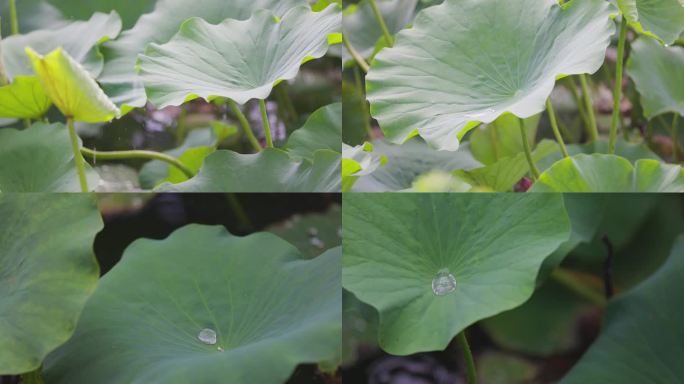 雨打荷花高速拍摄4K