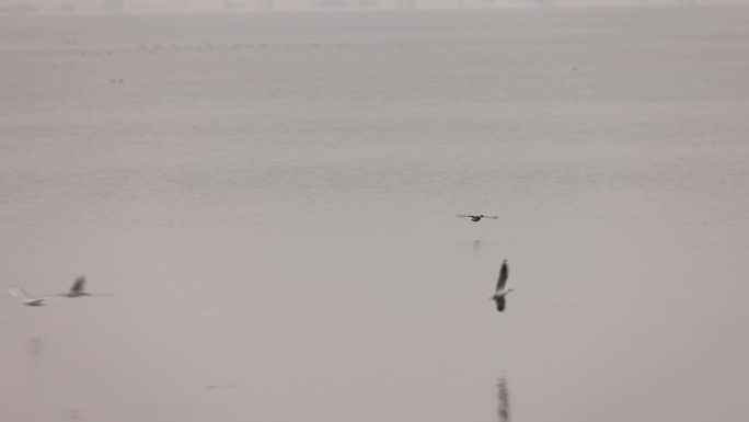 在深圳湾嬉戏的赤颈鸭