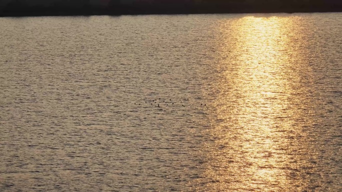 4K波光粼粼的湖面水鸟
