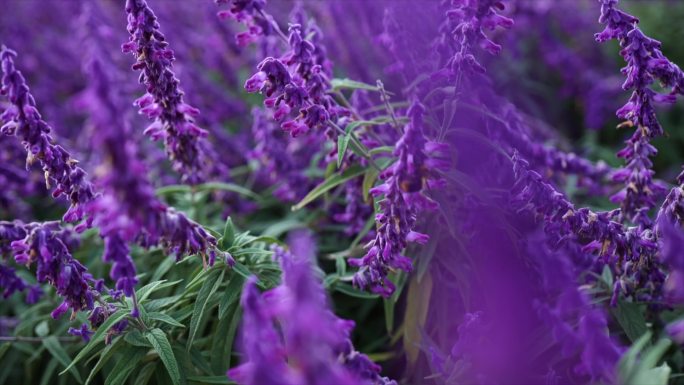 鼠尾草紫色花卉实拍