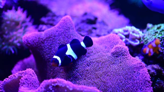 深海领航员可爱的小小丑鱼在珊瑚礁上玩耍，珊瑚礁上五颜六色的小丑鱼，热带珊瑚礁上的海葵。