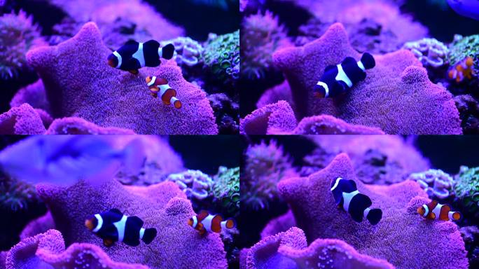 深海领航员可爱的小小丑鱼在珊瑚礁上玩耍，珊瑚礁上五颜六色的小丑鱼，热带珊瑚礁上的海葵。