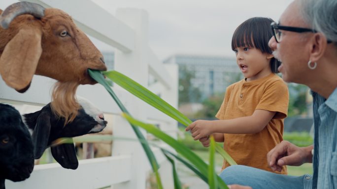 孙子在学习善待动物的同时享受乐趣。