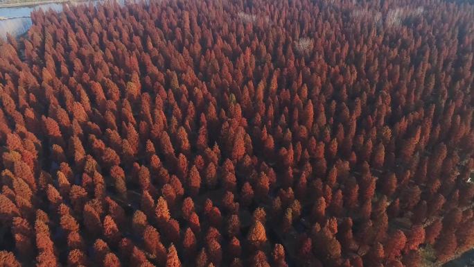 深秋红色水上森林红杉水杉