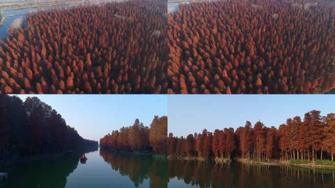深秋红色水上森林红杉水杉
