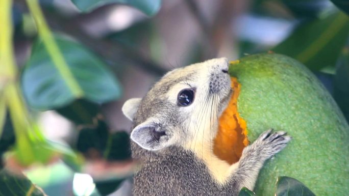 特写树上的松鼠，吃芒果果