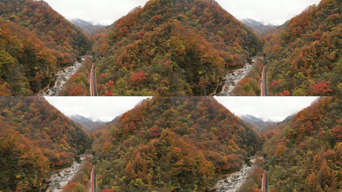 四川光雾山秋季红叶彩林航拍