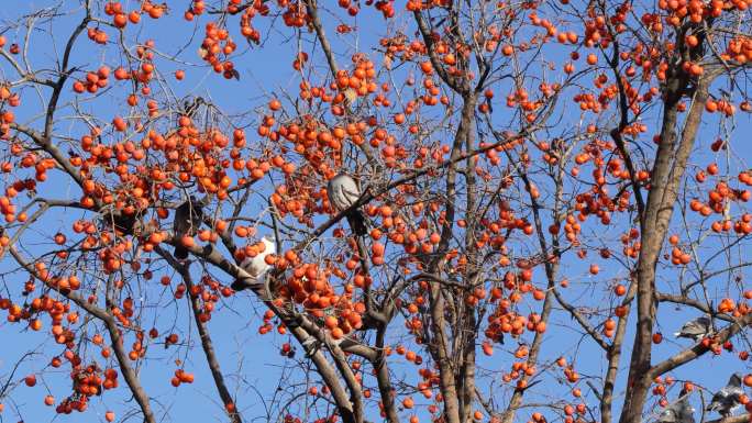 一群鸽子鸟类在柿子树上休息