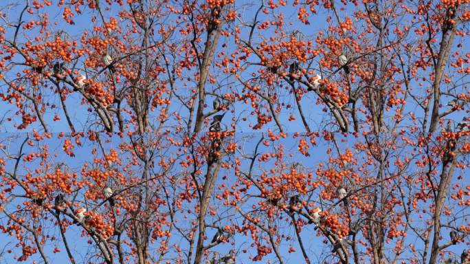 一群鸽子鸟类在柿子树上休息