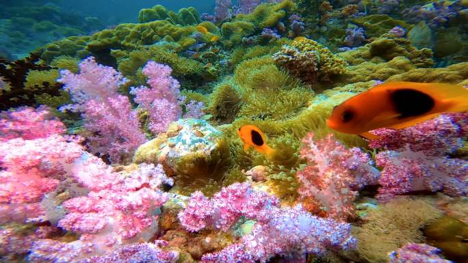 粉红色软珊瑚中的小丑鱼。泰国塔隆岛热带珊瑚礁上粉色软珊瑚中小丑鱼的特写镜头。
