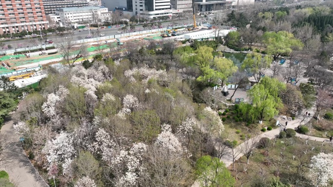 航拍 济南 泉城公园 春日 玉兰  垂柳