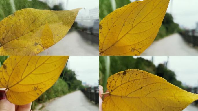 手拿秋天的黄叶落叶视频素材