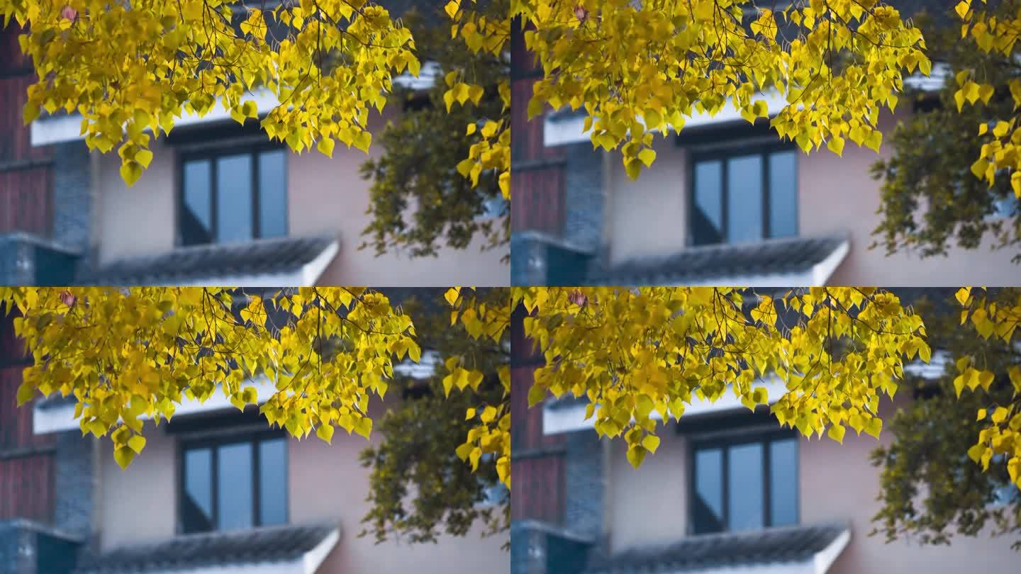秋天 树叶 黄色叶子 秋季 叶子