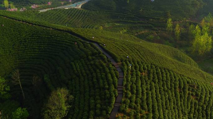 信阳浉河港茶山 清晨云雾 茶山航拍