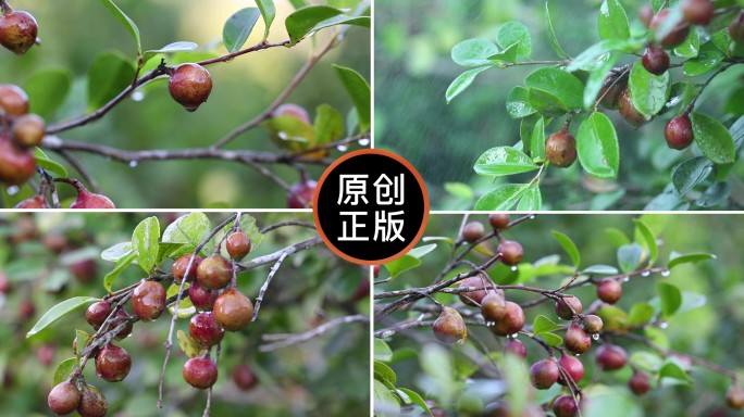 油菜籽