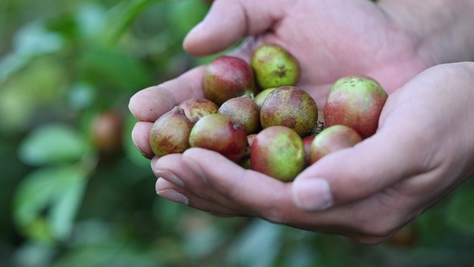 油菜籽