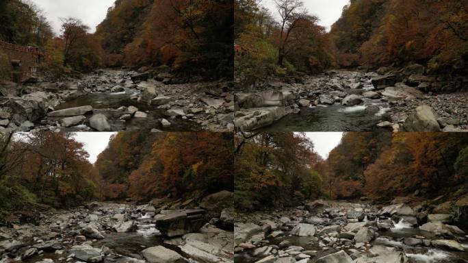 四川光雾山河谷溪流秋季红叶彩林低空航拍
