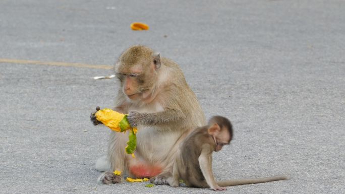 猴子吃芒果饲养